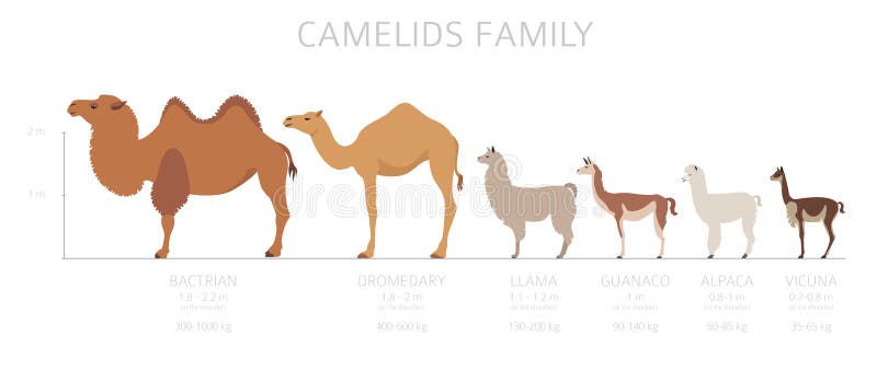 Camelids family collection. Camels and llama infographic design