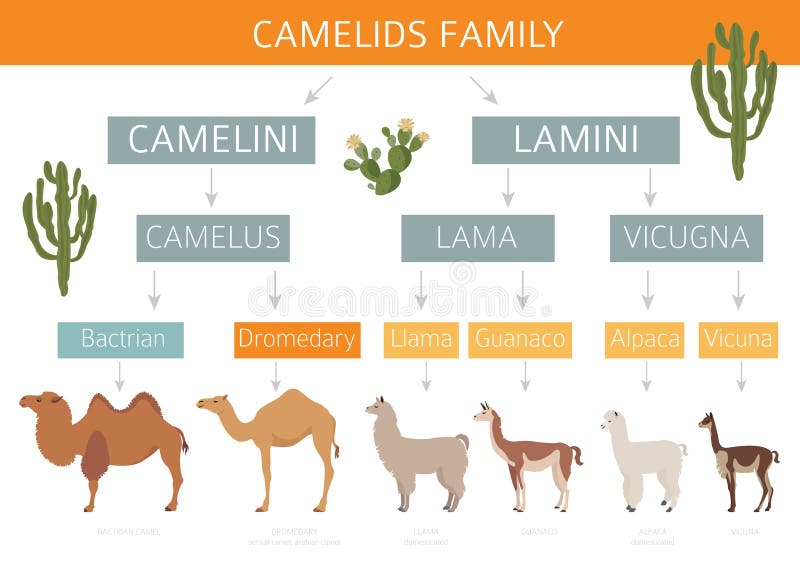 Camelids family collection. Camels and llama infographic design