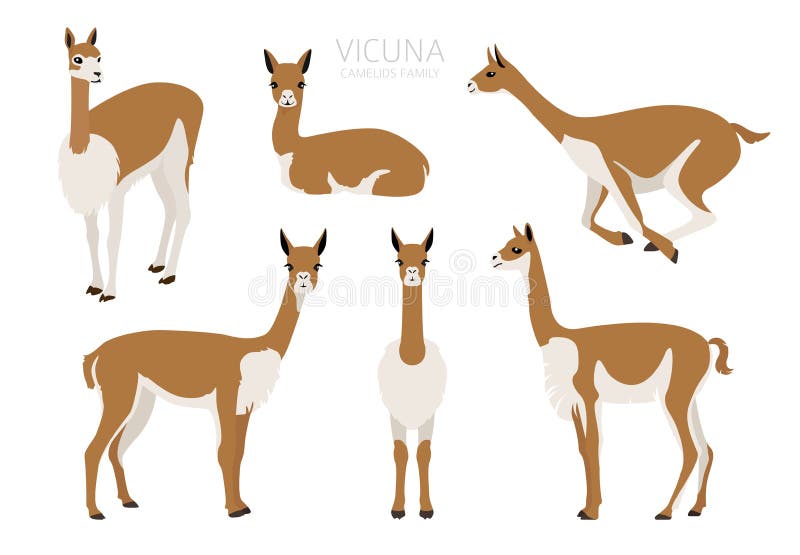 Camelids family collection. Vicuna graphic design