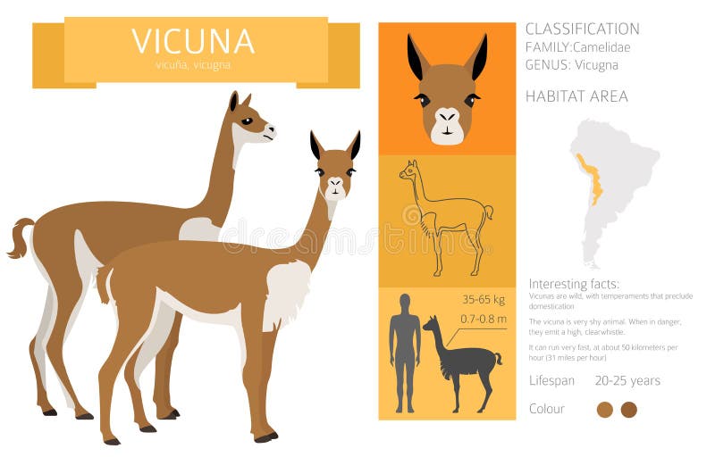 Camelids family collection. Vicuna graphic design