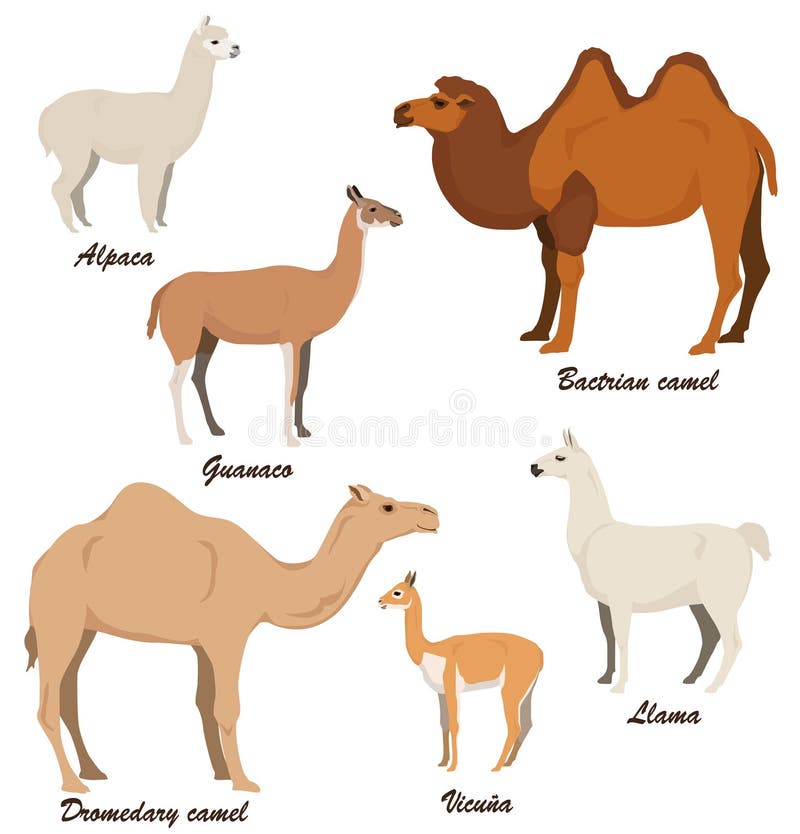 Camelids vector illustration set: dromedary camel, bactrian camel, llama, alpaca, vicugna, guanaco