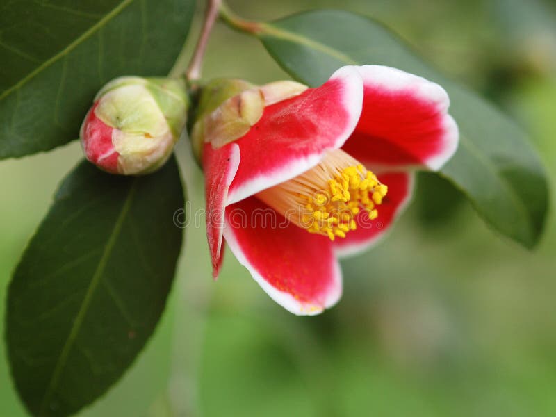 Camellia 0001