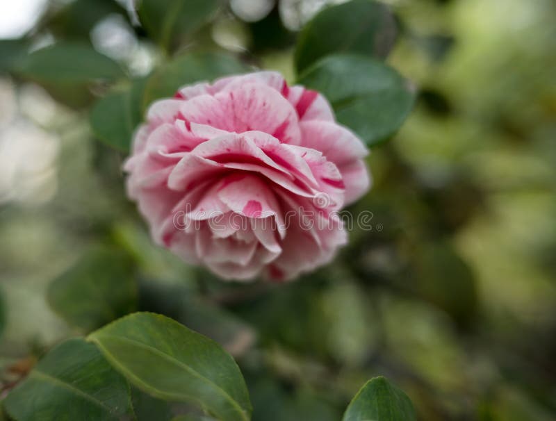 The Camellia is a Flower of Oriental Origin, Also Called the Rose of