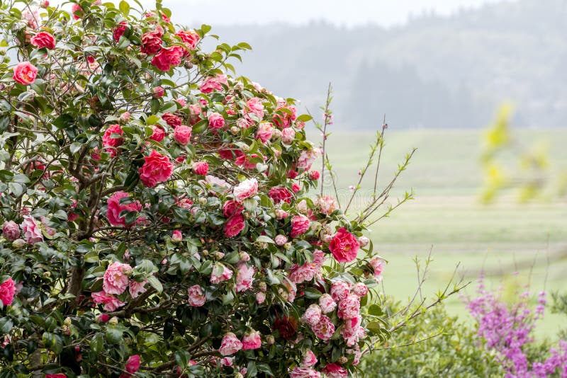 Camellia flowers