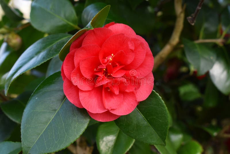 Flower of Camellia Japonica in the Garden. Stock Image - Image of green,  decorative: 154032283