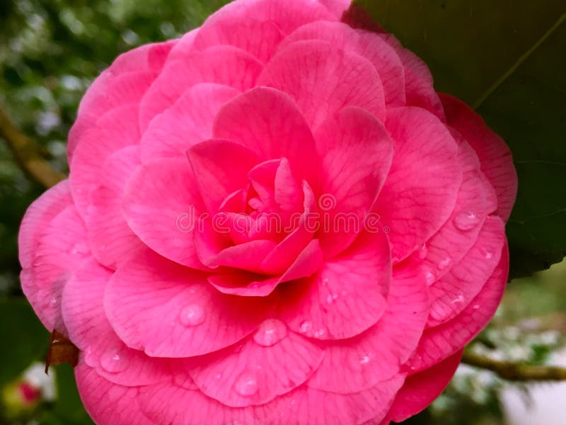 Camellia Japonica rosada con rocío de la mañana imágenes de archivo libres de regalías Camellia Japonica rosada con rocío de la mañana imágenes de archivo libres de regalías