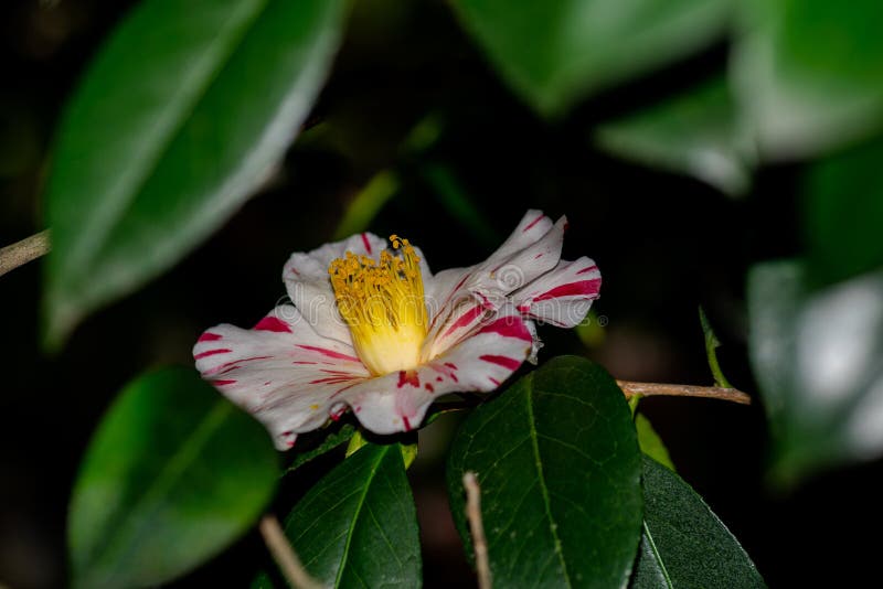 Camellia Japonica Tricolor fotografie stock Camellia Japonica Tricolor fotografie stock