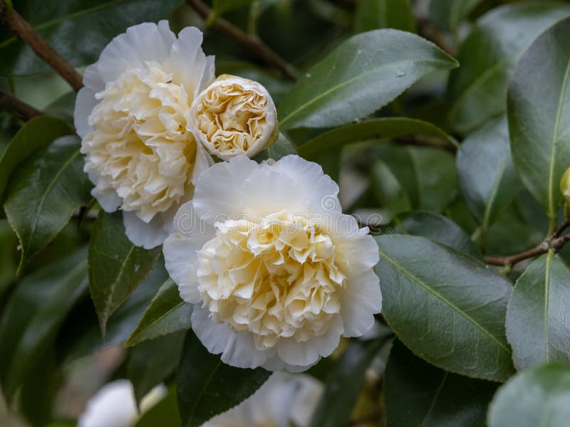 Camellia X Williamsii `Water Lily` Stock Photo - Image of horizontal,  scent: 203794066
