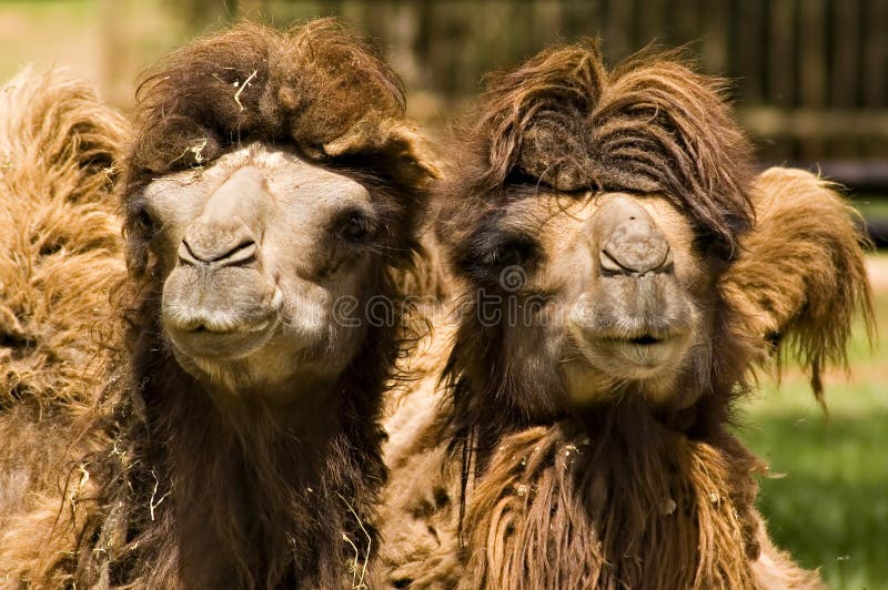 Camellos africanos imagen de archivo. Imagen de inmoralidad 4144999