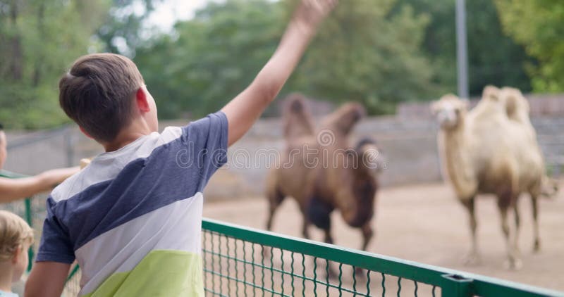 Camellos de alimentación infantil en recinto zoológico almacen de metraje de vídeo