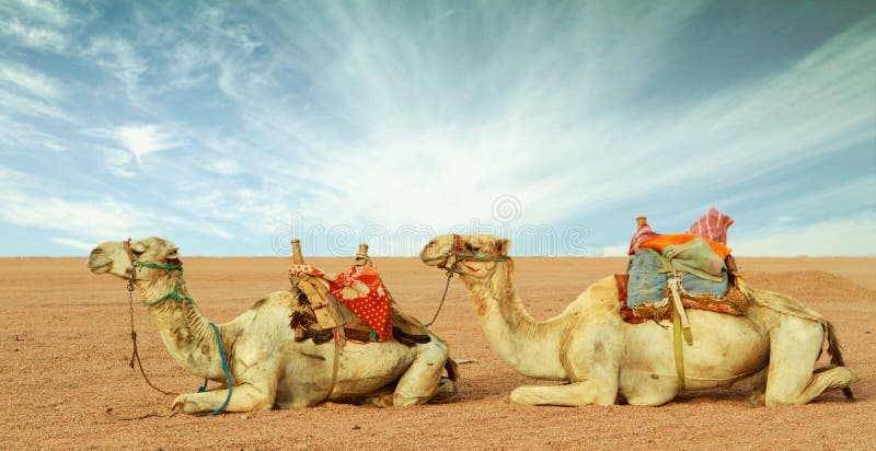 Camellos en desierto foto de archivo libre de regalías Camellos en desierto foto de archivo libre de regalías