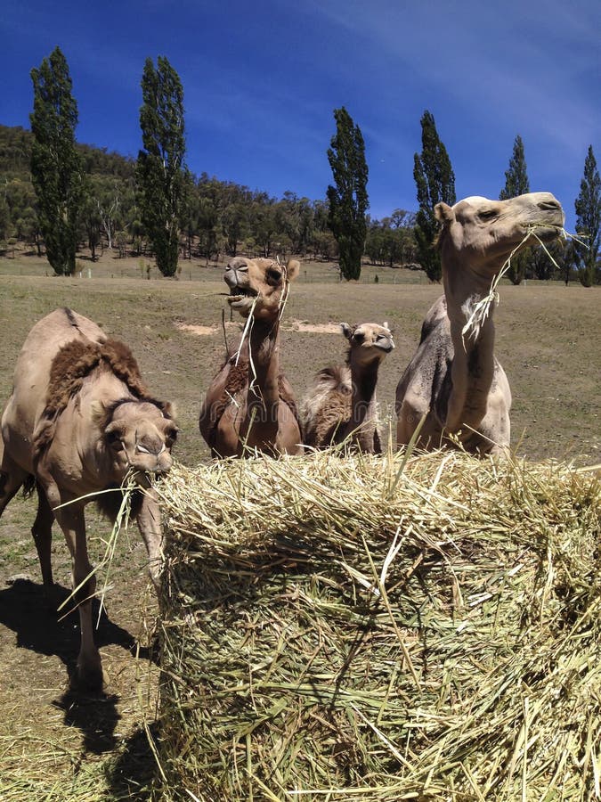 Camellos Que Comen La Crepe Foto de archivo Imagen de bozal, crepe