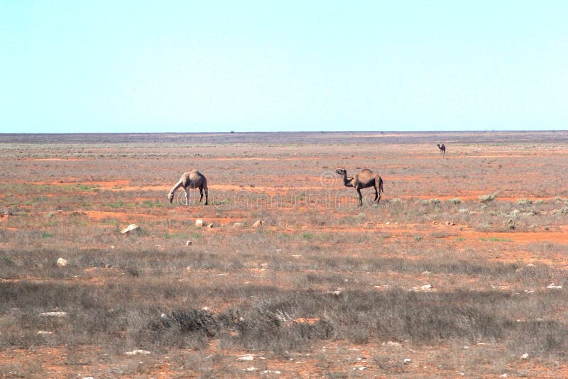 Camellos salvajes en el vacío del DES australiano foto de archivo Camellos salvajes en el vacío del DES australiano foto de archivo