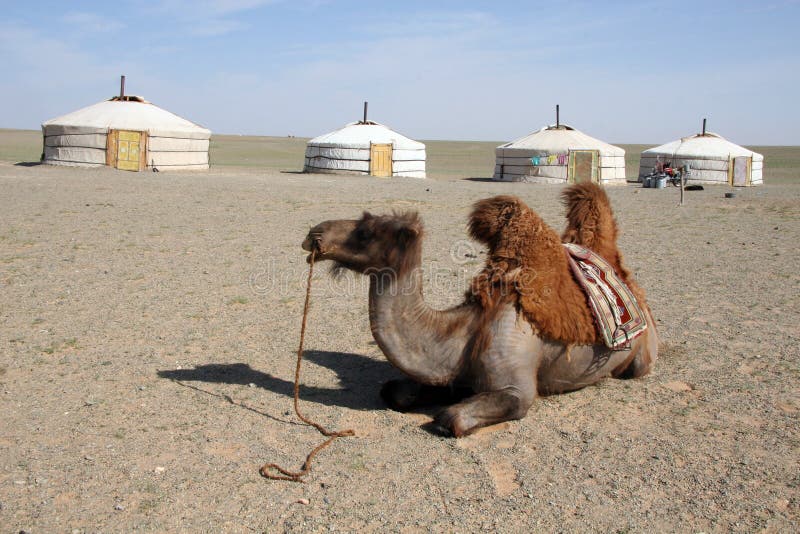 Camelo no deserto de Gobi