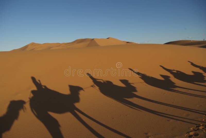 Camelo no Sahara foto de stock royalty free Camelo no Sahara foto de stock royalty free