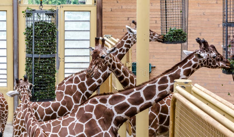 Camelopardalisreticulata met een netvormig patroon die van giraffengiraffa, ook als de Somalische giraffen, het eten wordt bekend royalty-vrije stock foto's Camelopardalisreticulata met een netvormig patroon die van giraffengiraffa, ook als de Somalische giraffen, het eten wordt bekend royalty-vrije stock foto's