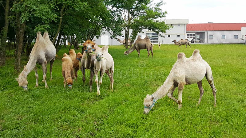 Camelos no campo Camelos no campo