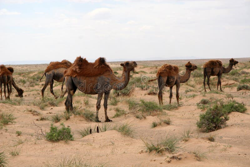 Camelos no deserto de Gobi