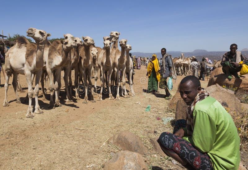 Camelos para a venda em um do mercado o maior dos rebanhos animais do chifre de países de África Babile etiópia imagens de stock Camelos para a venda em um do mercado o maior dos rebanhos animais do chifre de países de África Babile etiópia imagens de stock