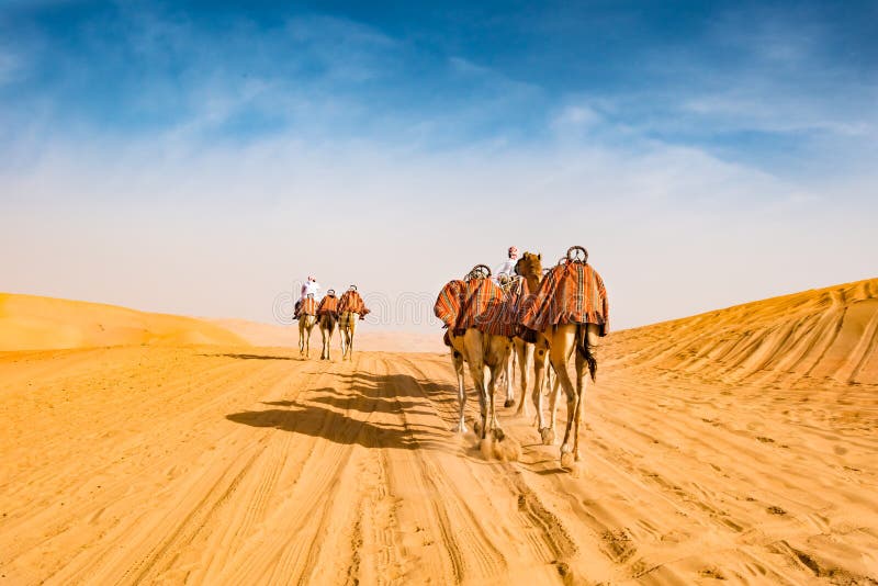 Camelos árabes no deserto de Abu Dhabi, U A e
