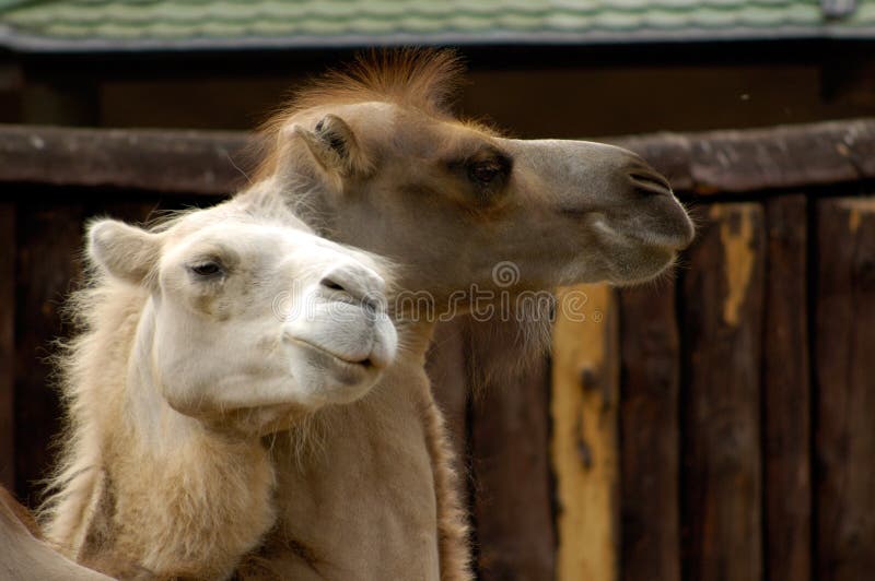 Camels royalty free stock photo