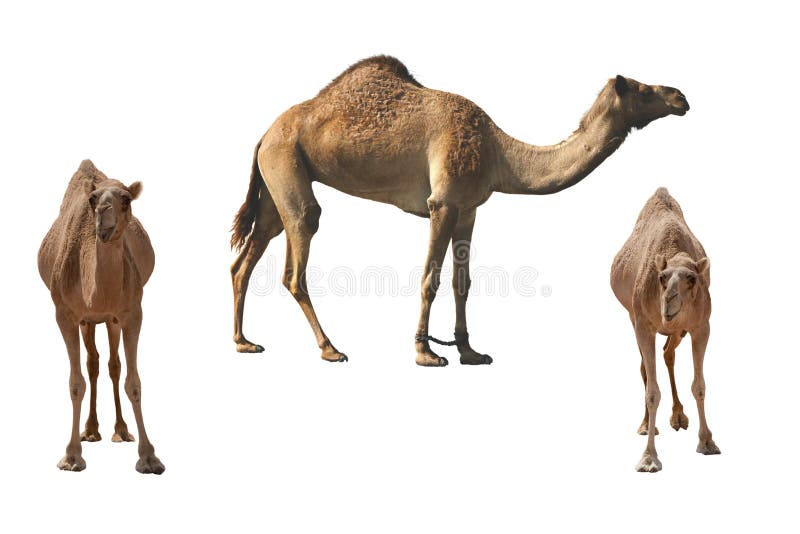 Camels