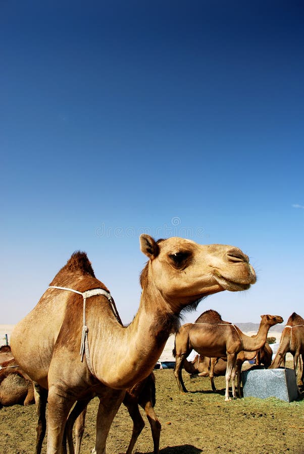 Cammelli interessato saudita deserto.