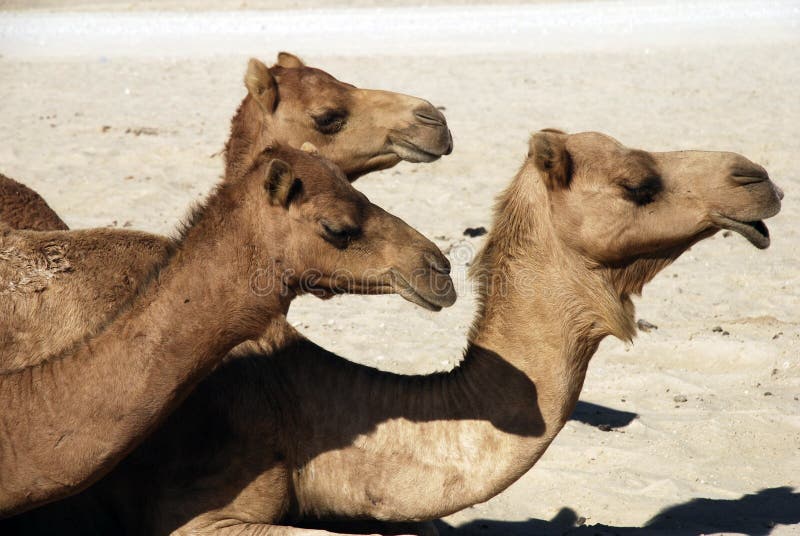 Camels stock images
