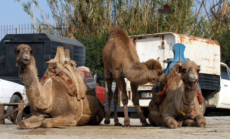 Camels