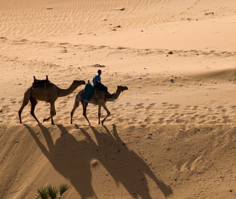 Camels stock image. Image of aswan, dunes, heat, nile 8302287
