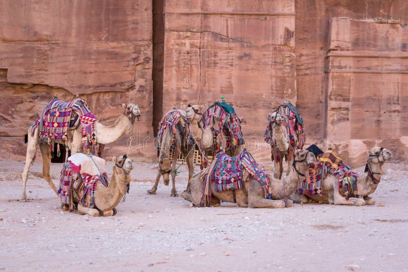 Camels in ancient city of Petra in Jordan