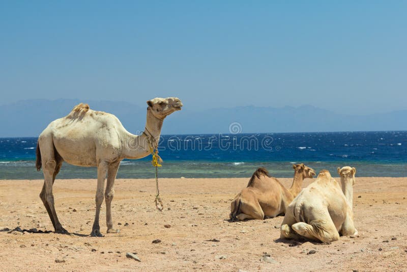 Camels on the beach stock image. Image of group, eastern 26821411