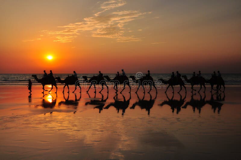 Camels on the beach by sunset Broome Australia