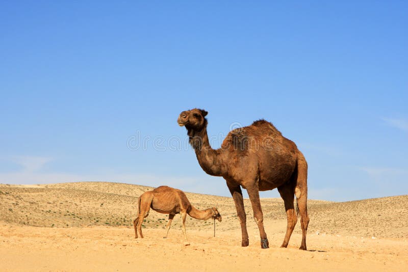 Camels in desert