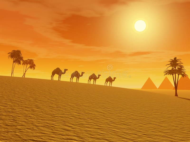 Camels walking in the desert between palmtrees and towards pyramids by sunset. Camels walking in the desert between palmtrees and towards pyramids by sunset