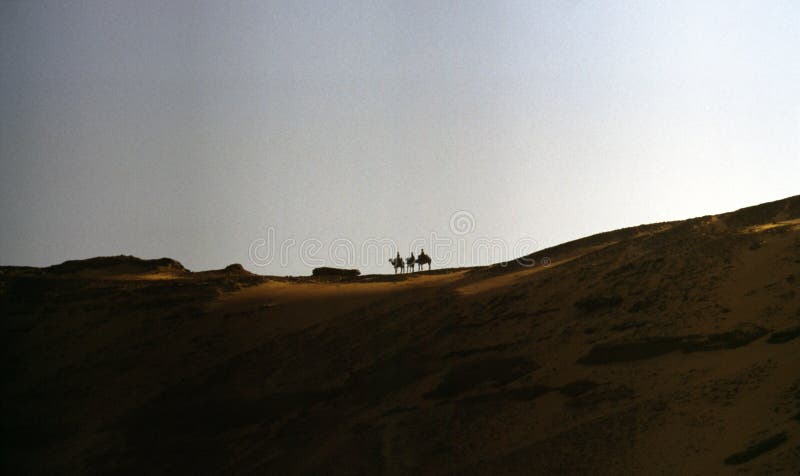 Camels in a desert