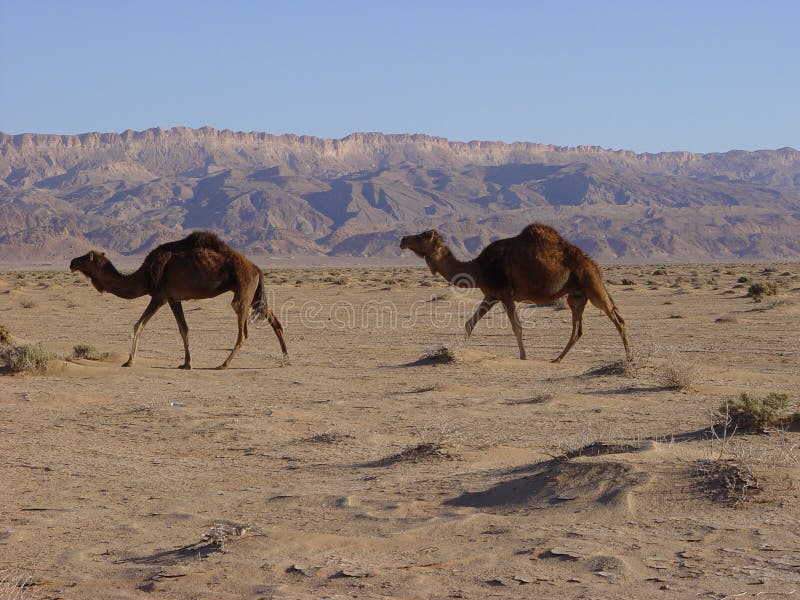 Camels in desert