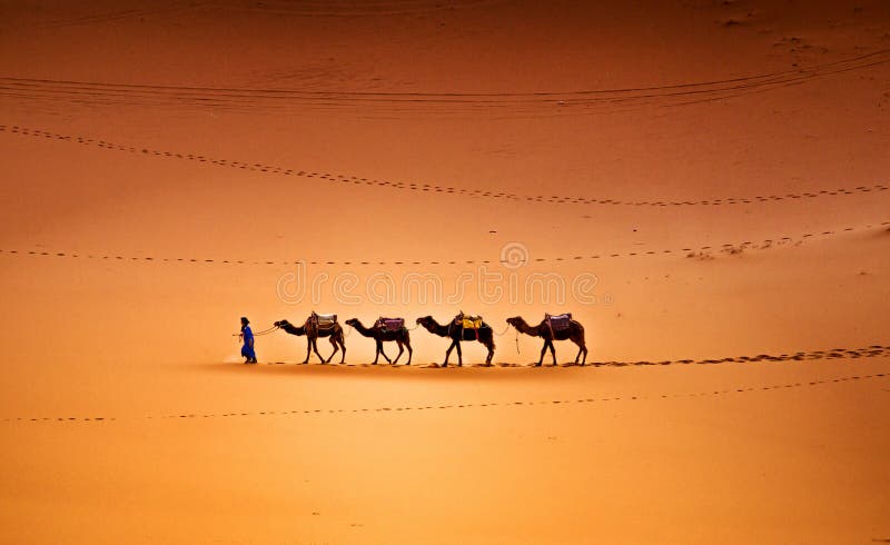 Camels in the Desert