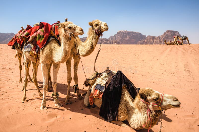 Camels in desert landscape under blue skies