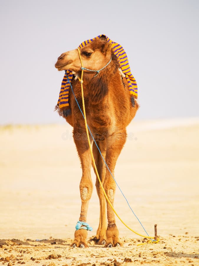 Camels Feet Stock Photos - Free & Royalty-Free Stock Photos from