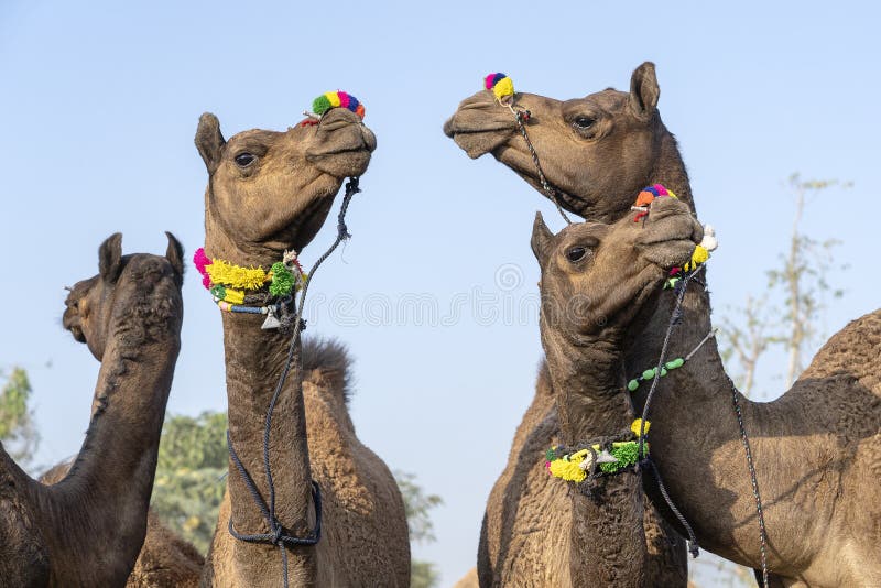 Camels in Desert Thar during Pushkar Camel Fair, Rajasthan, India Stock Image - Image of herd, arab: 149624683 Camels in Desert Thar during Pushkar Camel Fair, Rajasthan, India Stock Image - Image of herd, arab: 149624683