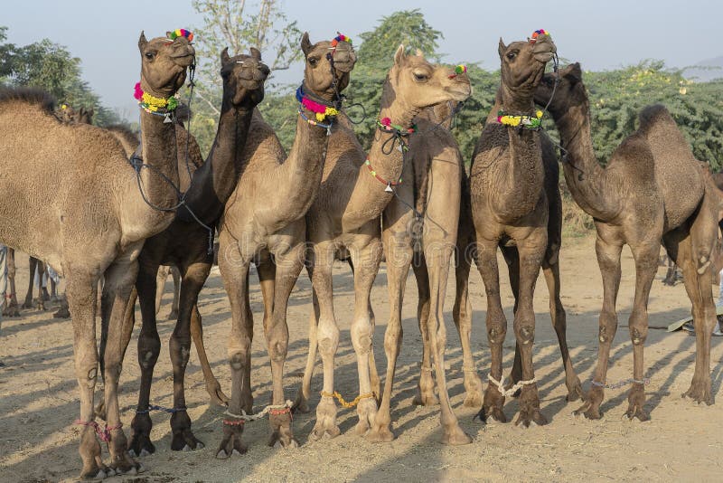 Camels in Desert Thar during Pushkar Camel Fair, Rajasthan, India Stock Photo - Image of cattle, beautiful: 157135074 Camels in Desert Thar during Pushkar Camel Fair, Rajasthan, India Stock Photo - Image of cattle, beautiful: 157135074