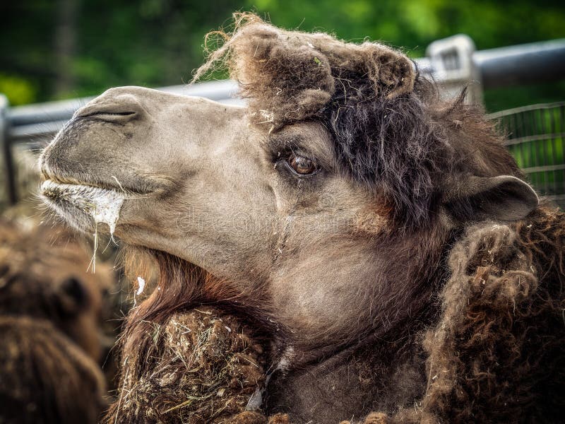 Camels and dromedaries stock image. Image of exotic - 138195991