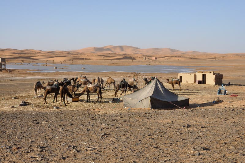 Camels feed in the oasis, Sahara desert stock photography