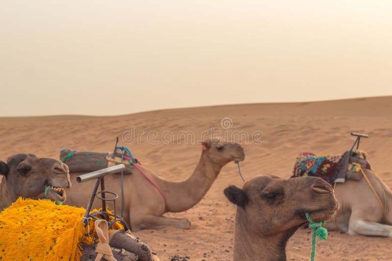 Camels Laying on the Hot Sand of the Sahara Desert Stock Photo Image