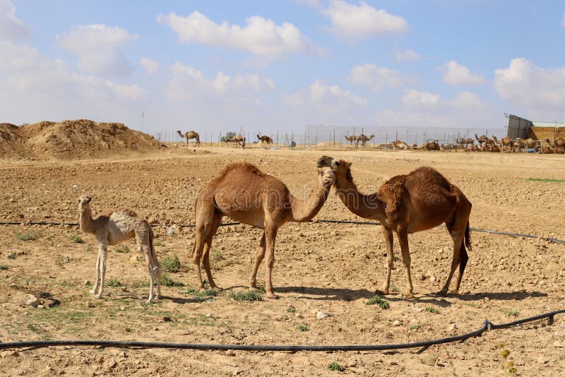 Camels Live in a Bedouin Village in the Negev Desert in Southern Israel
