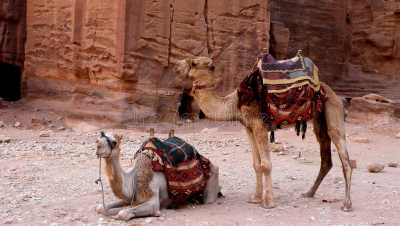 Camels of petra