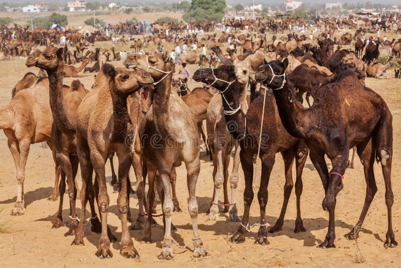 Camels at Pushkar Mela (Pushkar Camel Fair), India royalty free stock image