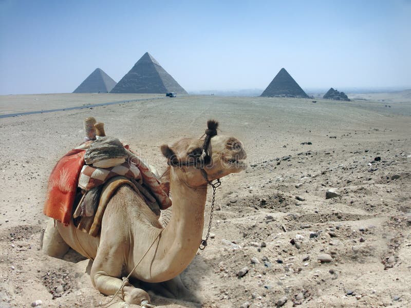 Camels and pyramid in Egypt