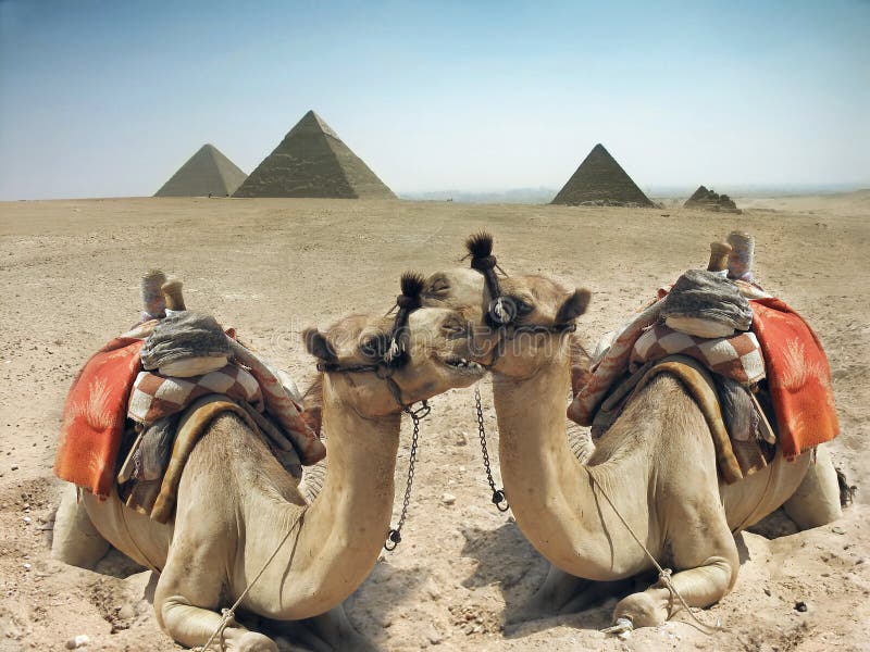 Camels and pyramid in Egypt